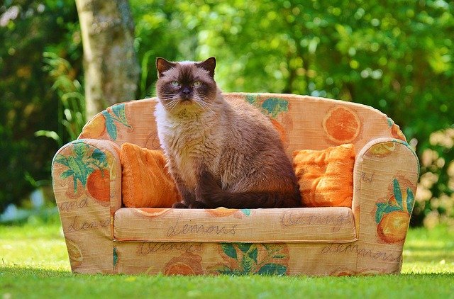 velká kočka na gauči