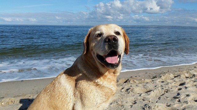 pes na dovolené u moře
