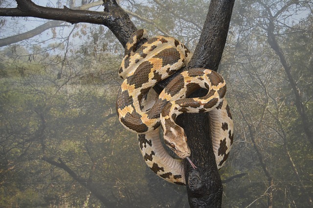 had na stromě