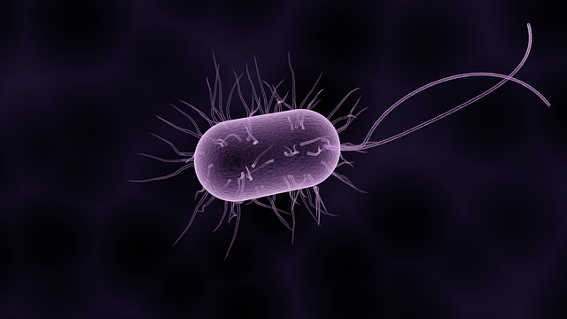 velká bakterie
