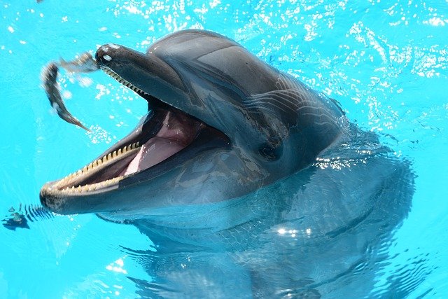 krmení delfína