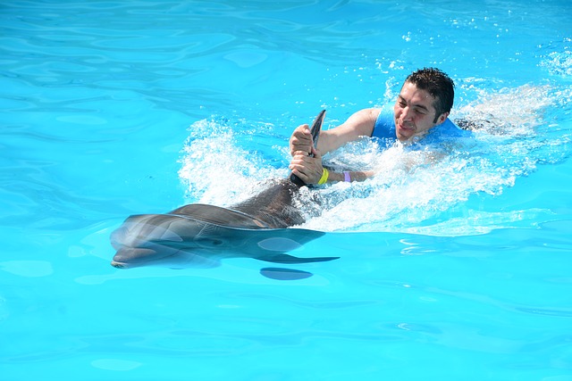 plavání s delfínem