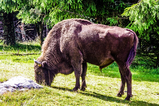 bizon na pastvě