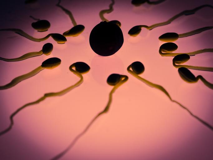 blížící se spermie